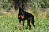 DOBERMANN 1213